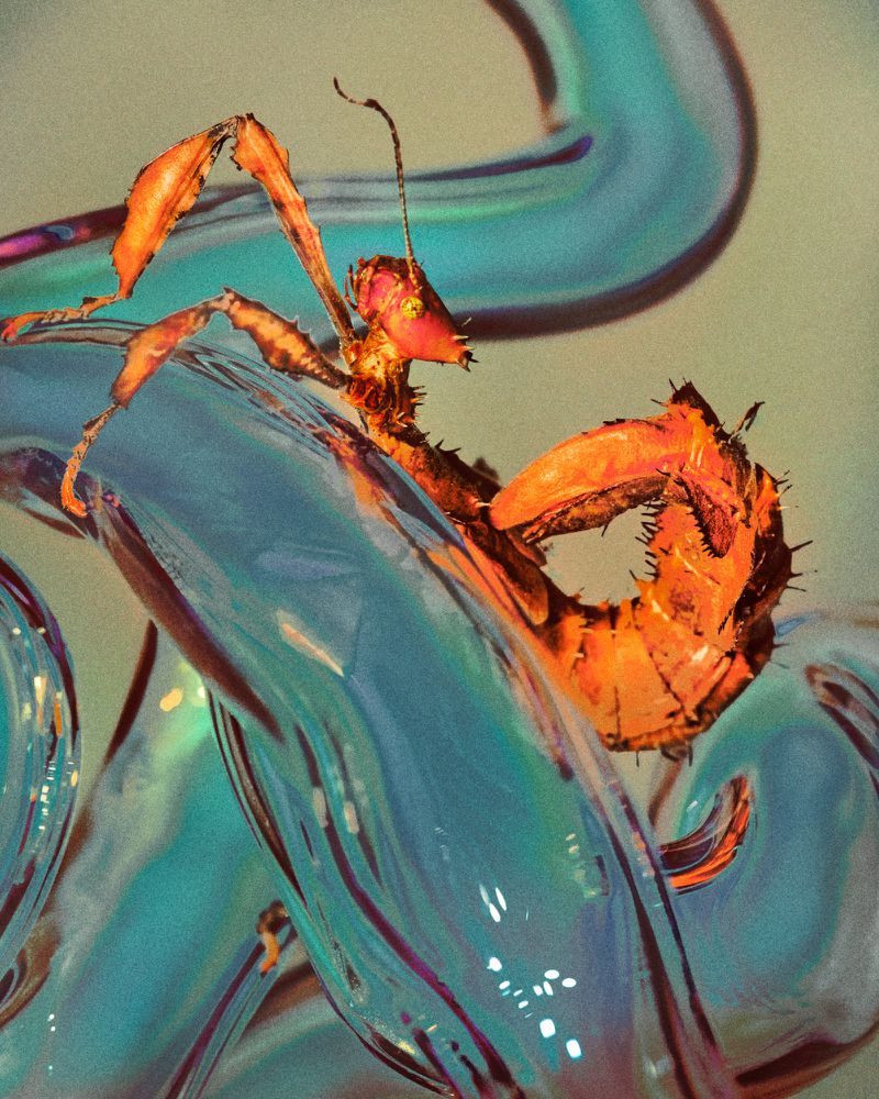 Close-up studio shot of an orange spiny flower mantis perched on a reflective, iridescent teal glass tube.