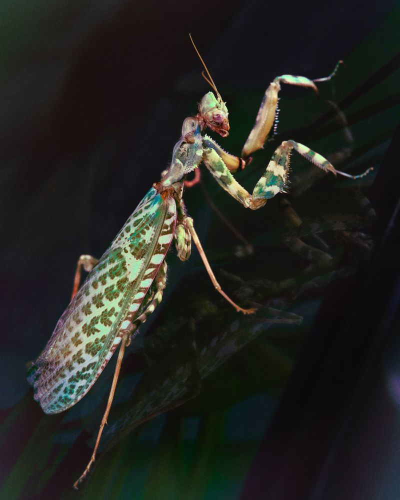 Close-up of a colorful, ornate praying mantis with wings, showcasing intricate patterns and textures in a natural setting with dark backdrop.