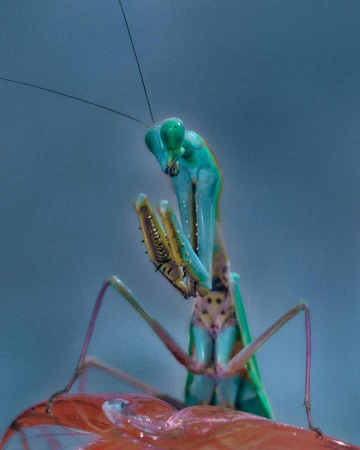 Close-up studio shot of a vibrant praying mantis. The insect has an iridescent blue-green exoskeleton, detailed features, and a red base.