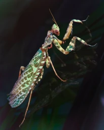 Close-up macro shot of a patterned green praying mantis perched on dark foliage against a dark background