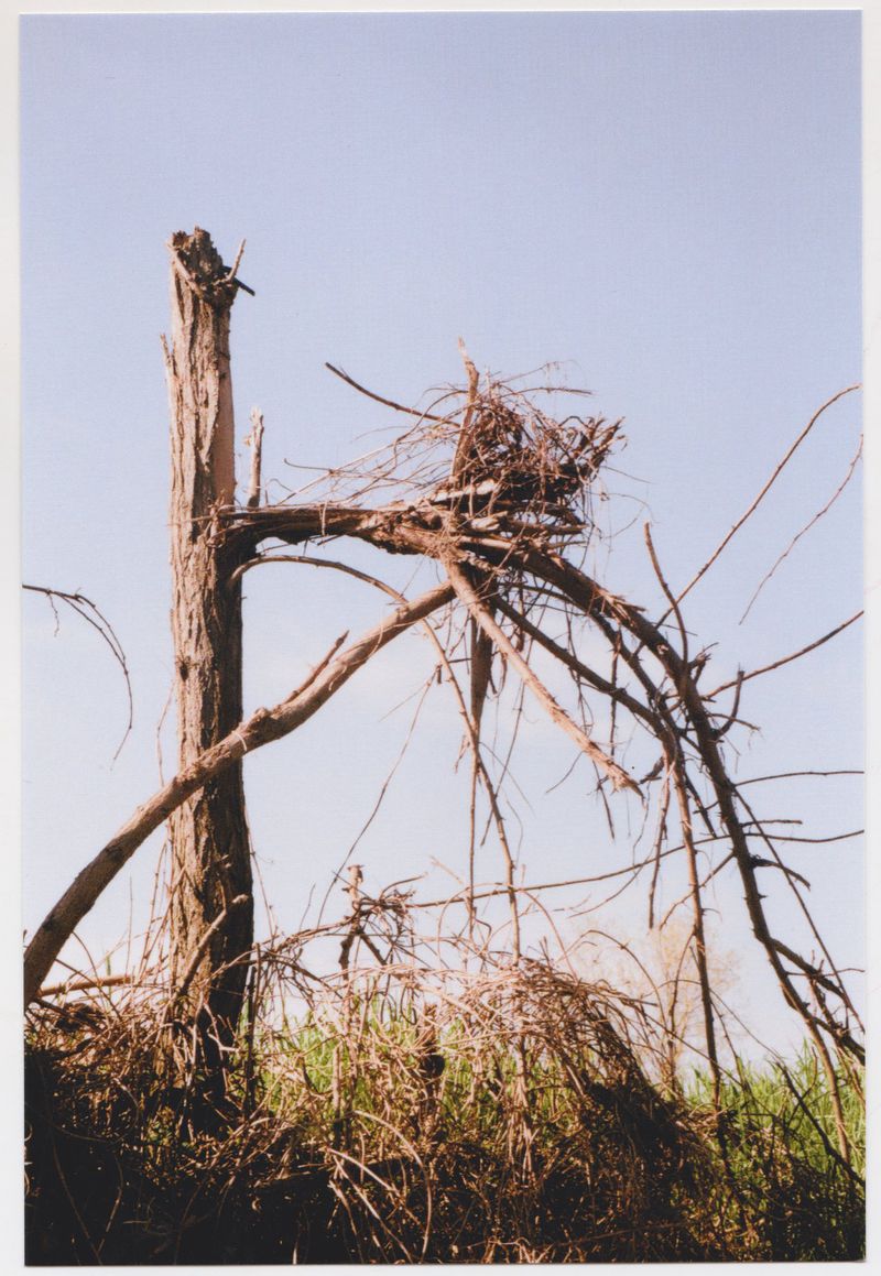 Dead tree with nest against a clear blue sky in natural light. The broken, bare tree trunk is surrounded by dry branches and foliage.