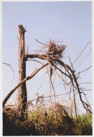 Dead tree with nest against a clear blue sky in natural light. The broken, bare tree trunk is surrounded by dry branches and foliage.