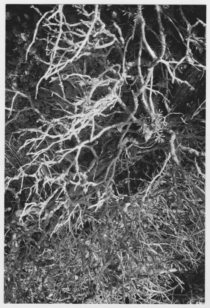 Monochromatic image of tangled tree branches and twigs, creating a textured, natural scene with stark contrast between light and shadow.