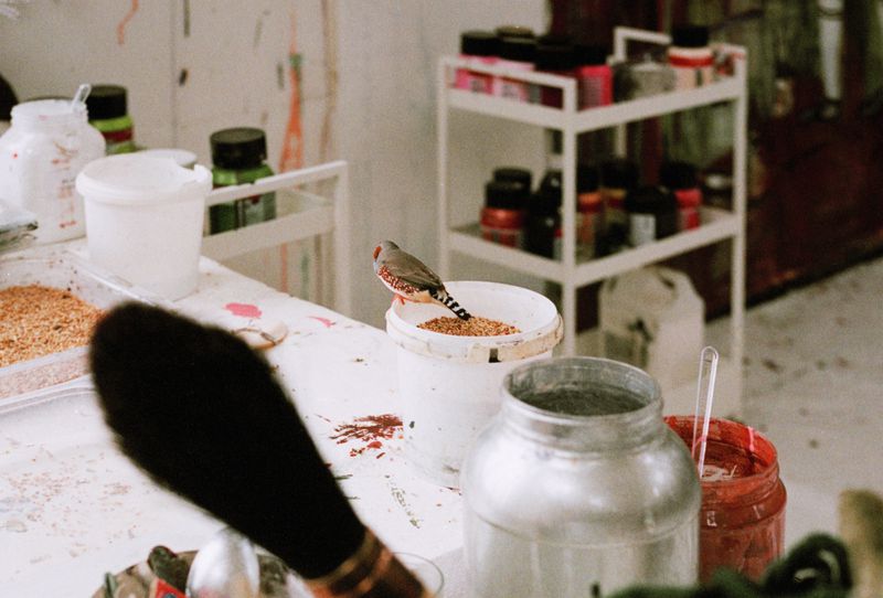 Zebra finch perched on a white paint container surrounded by paintbrushes, jars of paint, and art supplies in an artist's studio.