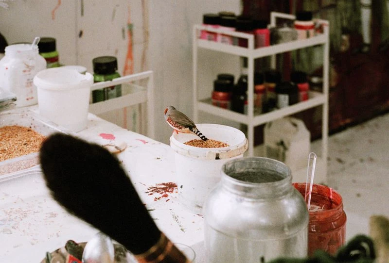 Zebra finch perched on a white paint container surrounded by paintbrushes, jars of paint, and art supplies in an artist's studio.