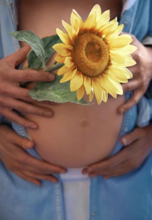 Pregnant belly with two people's hands holding a sunflower in front of it. The belly is visible through the open shirt.