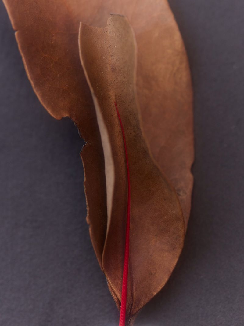 Macro photograph of a layered, textured, and folded dried leaf with a vibrant red vein extending through its center, set against a dark gray backdrop.