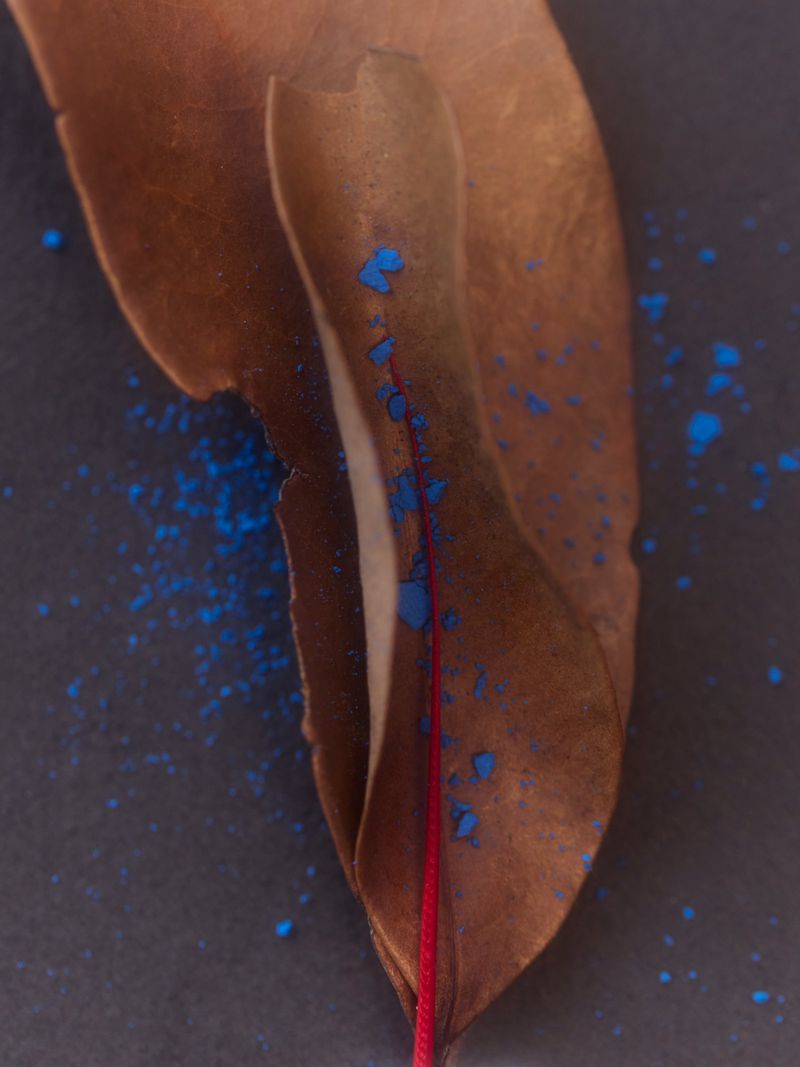 Brown dried leaf with blue paint and red string on a black surface, creating an artistic, textured, and colorful nature still life.