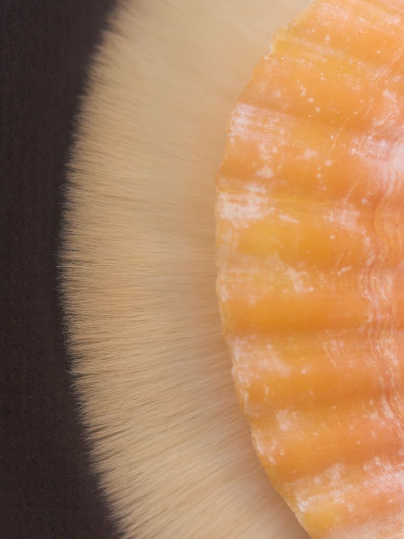 Close-up image of a scallop shell with a white fuzzy texture adjacent to it, contrasting textures and colors in a minimalist composition.