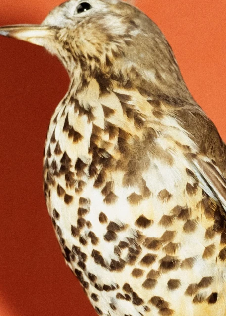 Close-up studio shot of a song thrush bird with brown and tan speckled feathers on an orange background, showcasing its plumage.