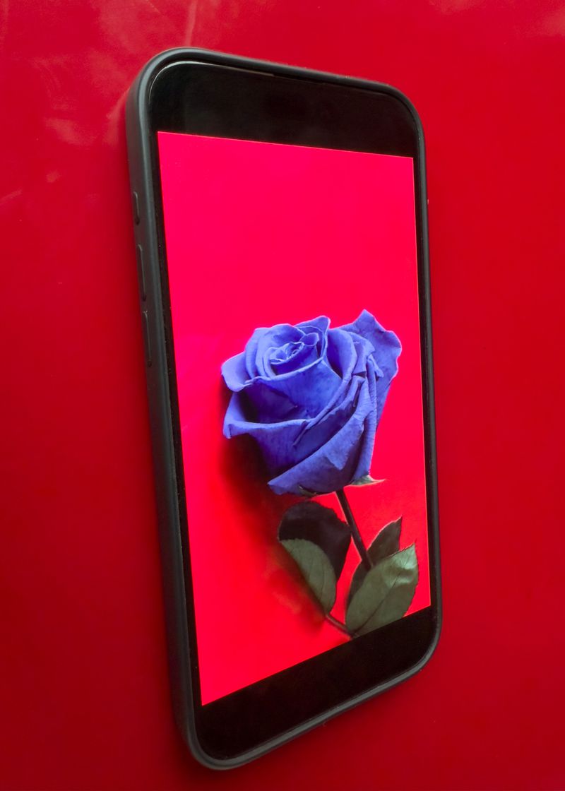 Smartphone displaying a vibrant blue rose against a red background, creating a striking contrast and highlighting the flower's unique color.