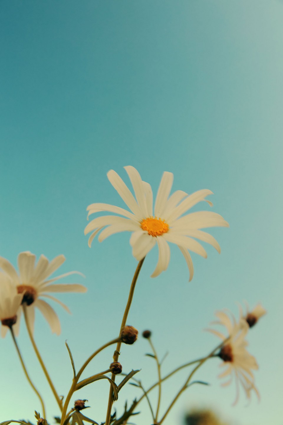 Low-angle shot of white daisy flowers against a clear blue sky. Floral close-up with vibrant colors and natural lighting.