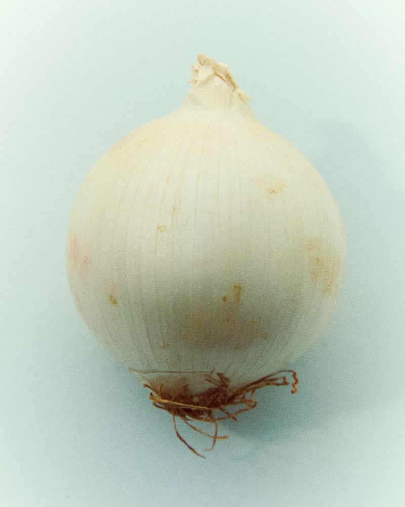 Close-up studio shot of a single white onion with its roots showing, against a neutral light-blue background, emphasizing its natural texture.