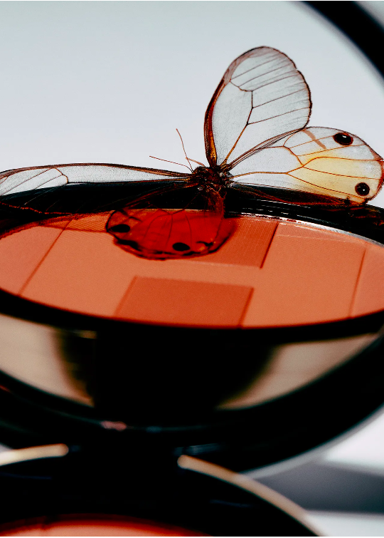 Close-up studio shot of a Morpho butterfly perched on a bronze makeup palette. Neutral backdrop.