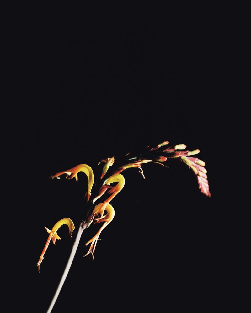 Striking botanical photo showcases a vibrant yellow and brown flower against a stark black background, highlighting its delicate petals.