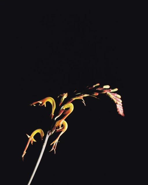 Striking botanical photo showcases a vibrant yellow and brown flower against a stark black background, highlighting its delicate petals.