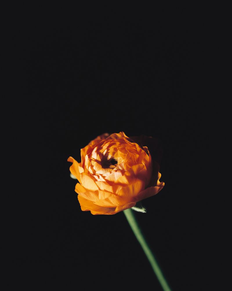 Close-up photo of a single orange ranunculus flower with a green stem against a dark, contrasting black background.