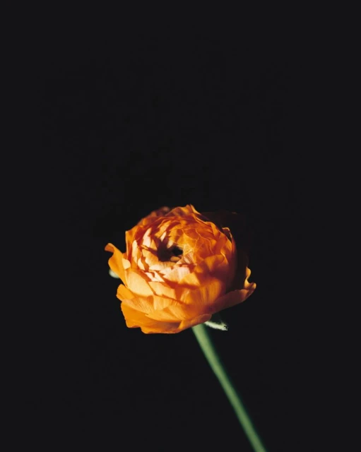 Close-up photo of a single orange ranunculus flower with a green stem against a dark, contrasting black background.