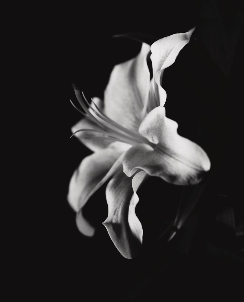 Monochromatic closeup of a white lily in full bloom with visible stamen against a dark background, showcasing its delicate petals.