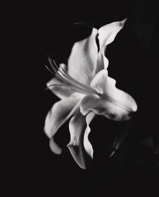 Monochromatic closeup of a white lily in full bloom with visible stamen against a dark background, showcasing its delicate petals.