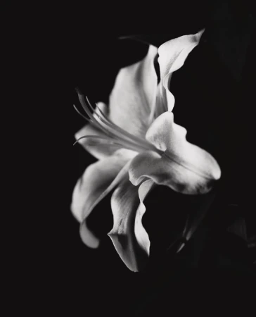Monochromatic closeup of a white lily in full bloom with visible stamen against a dark background, showcasing its delicate petals.