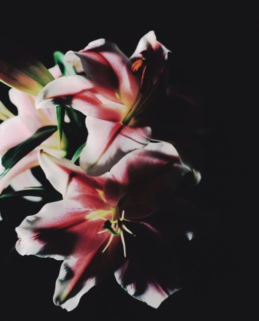 Dramatic close-up photograph showcases several pink and white lilies with detailed stamen against a stark black background, highlighting the flower's elegance.