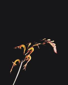 Close-up of a delicate flowering stem with yellow and red curved petals isolated against a deep black background