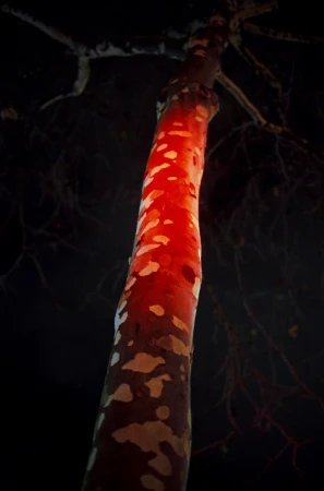 Illuminated tree trunk at night, featuring smooth bark with white spots and an upward angle emphasizing its height and surrounding darkness.