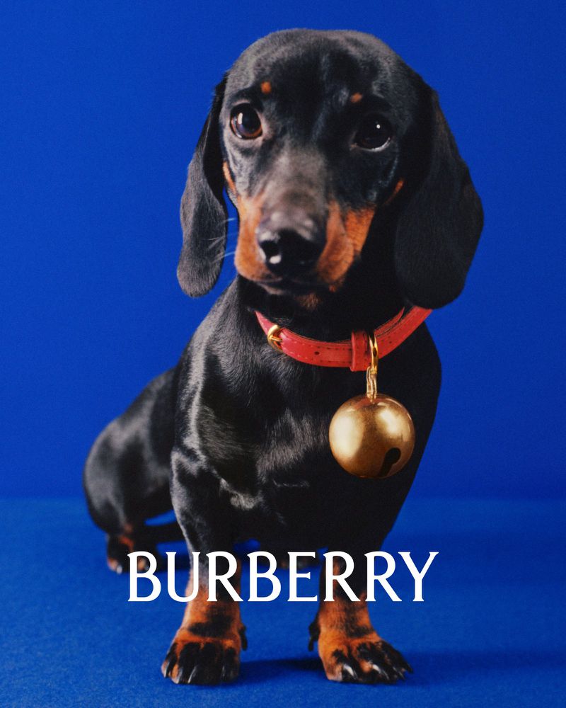 Portrait of a dachshund with a red collar and gold bell, set against a solid blue background. 'BURBERRY' text overlay at the bottom.