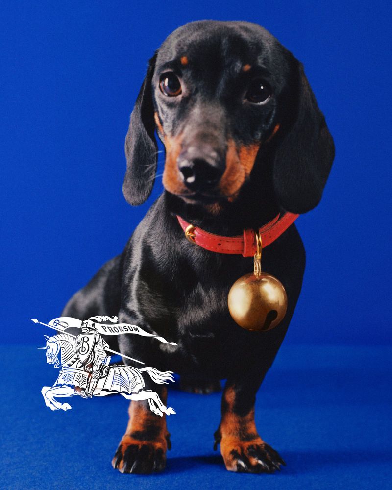 Adorable dachshund with black and tan fur sits upright wearing a red collar and gold bell against a solid royal blue backdrop.