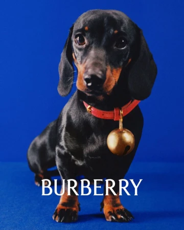 Black and tan dachshund wearing a red collar with a large golden bell against a vibrant blue studio background