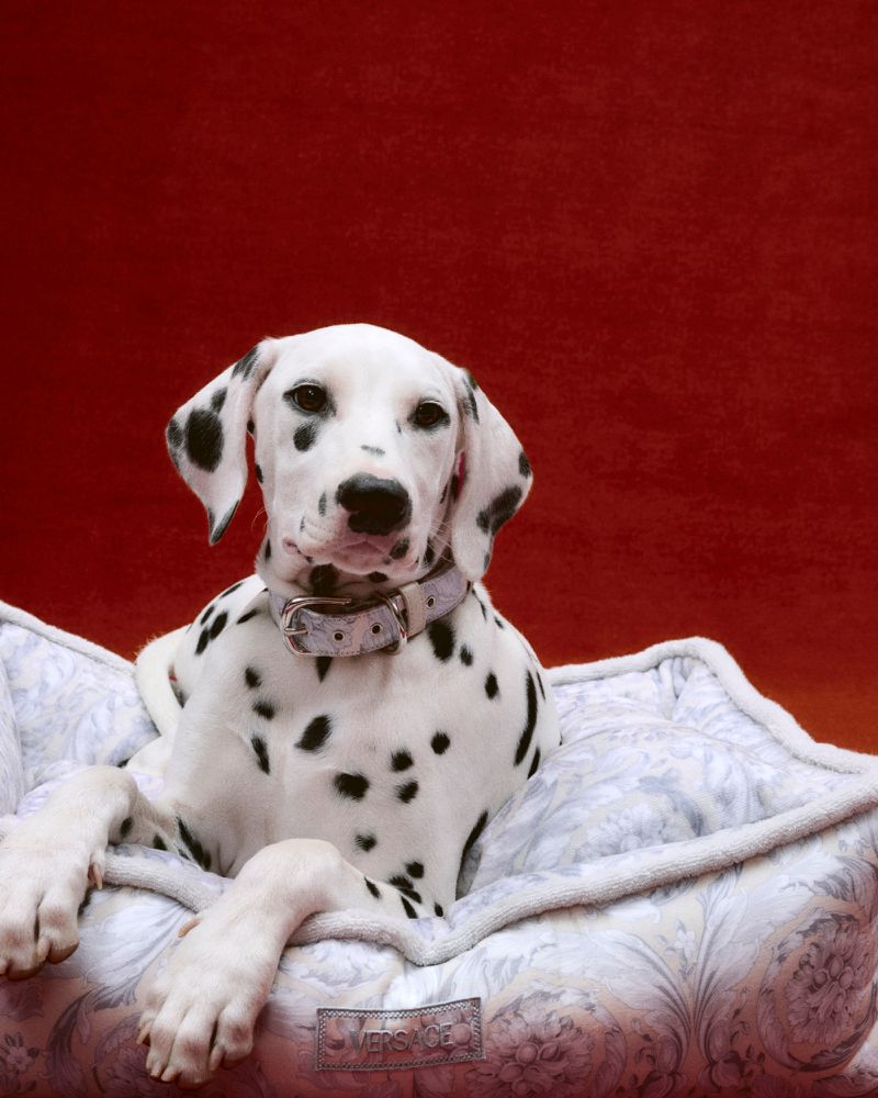 Dalmatian puppy with black spots on white fur, wearing a collar, lies in a patterned dog bed against a solid red backdrop.