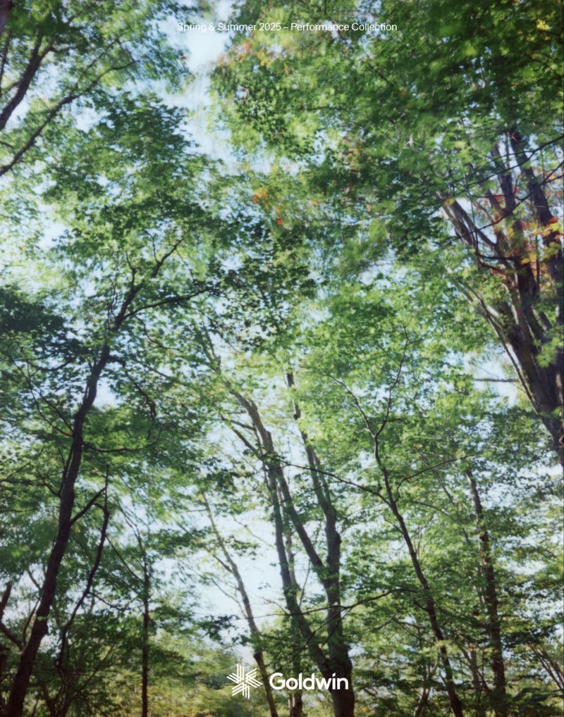 Looking up through a dense green forest canopy toward the sky. Tree trunks and branches fill the scene, dappled with sunlight.
