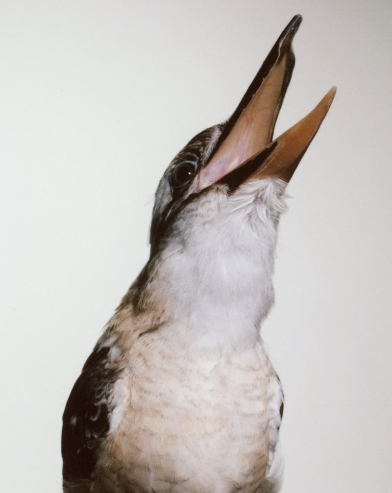 Portrait of a kookaburra with its beak wide open, feathers detail, studio lighting, white background.
