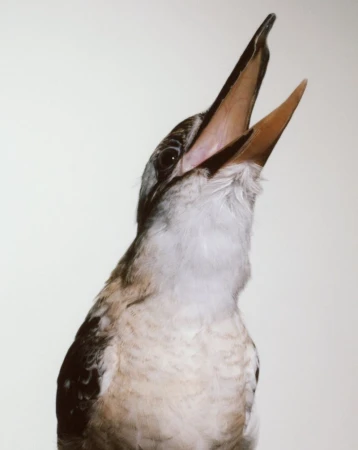 Portrait of a kookaburra with its beak wide open, feathers detail, studio lighting, white background.