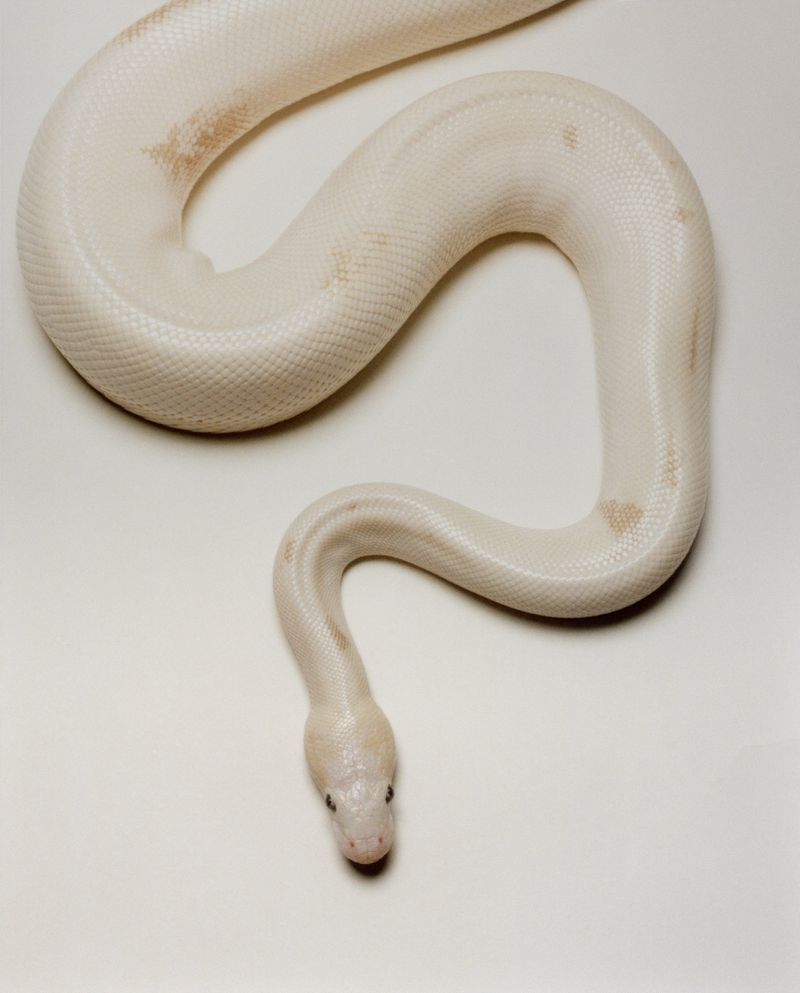 Ball python with white and tan markings curled on a solid white surface in a close-up studio shot with eye-level camera angle.