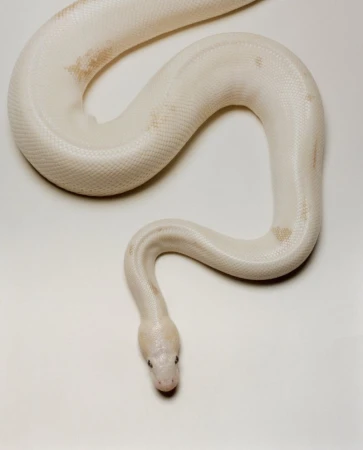 Animal Instinct