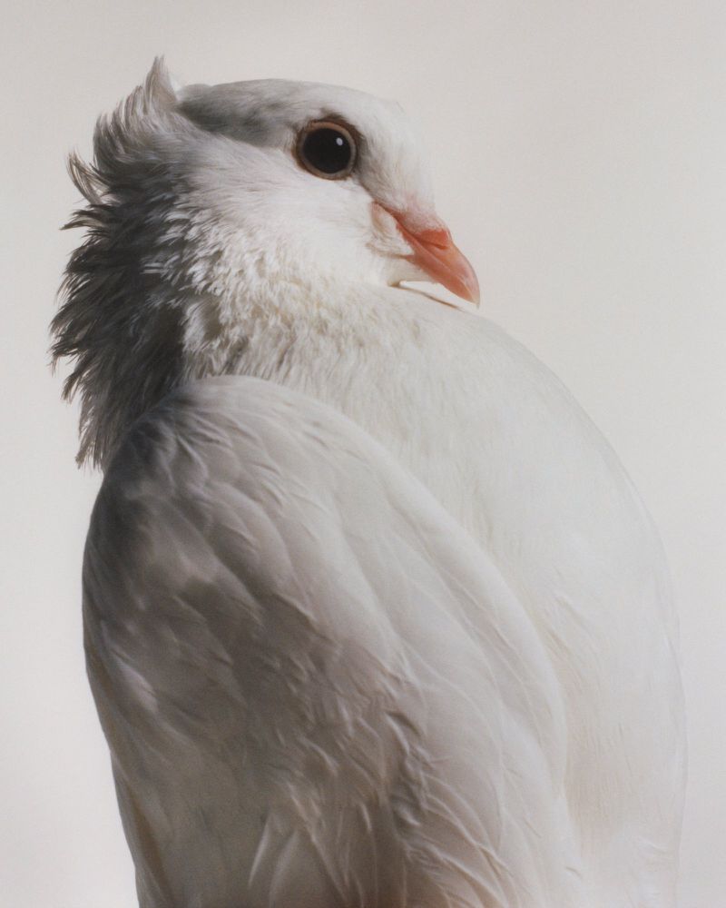 Close-up studio shot of a white old German owl pigeon with fluffy feathers, a dark eye, and a pink beak against a pale background.