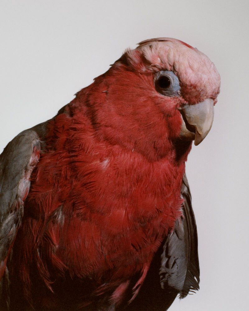 Close-up portrait of a Galah bird featuring its pink and gray feathers, pale beak, and dark eye against a plain light background.