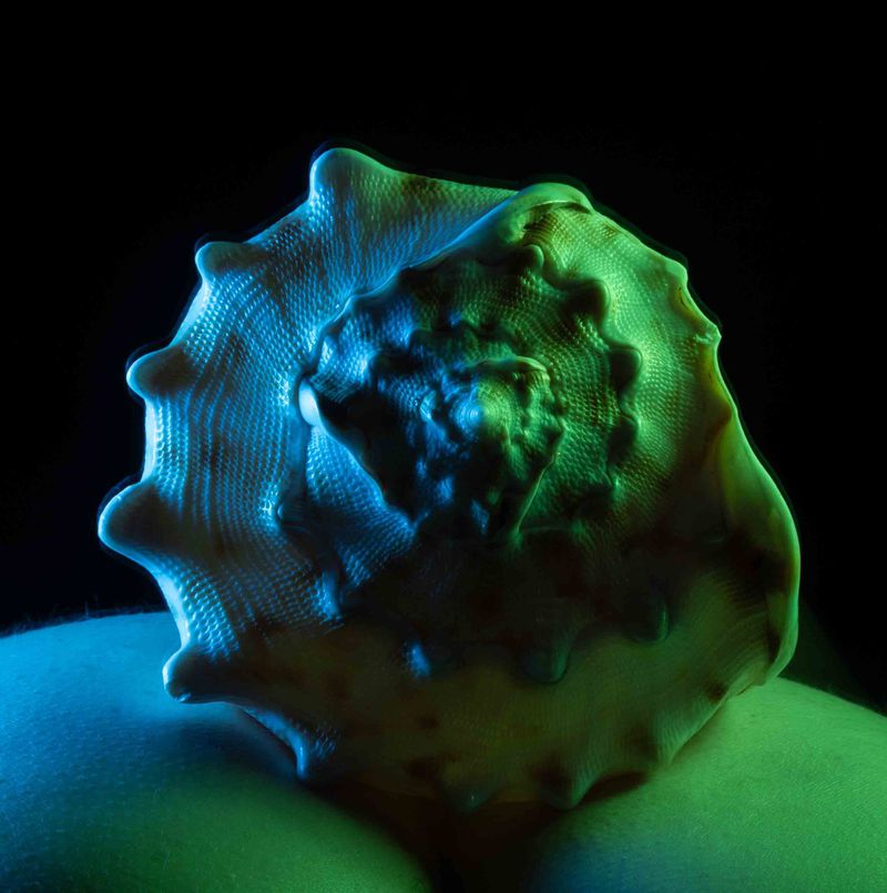 Close-up shot of a textured seashell with a spiral form illuminated by blue and green lighting against a black background.