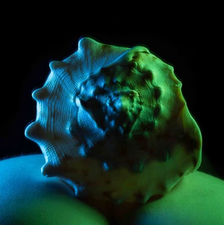 Close-up shot of a textured seashell with a spiral form illuminated by blue and green lighting against a black background.