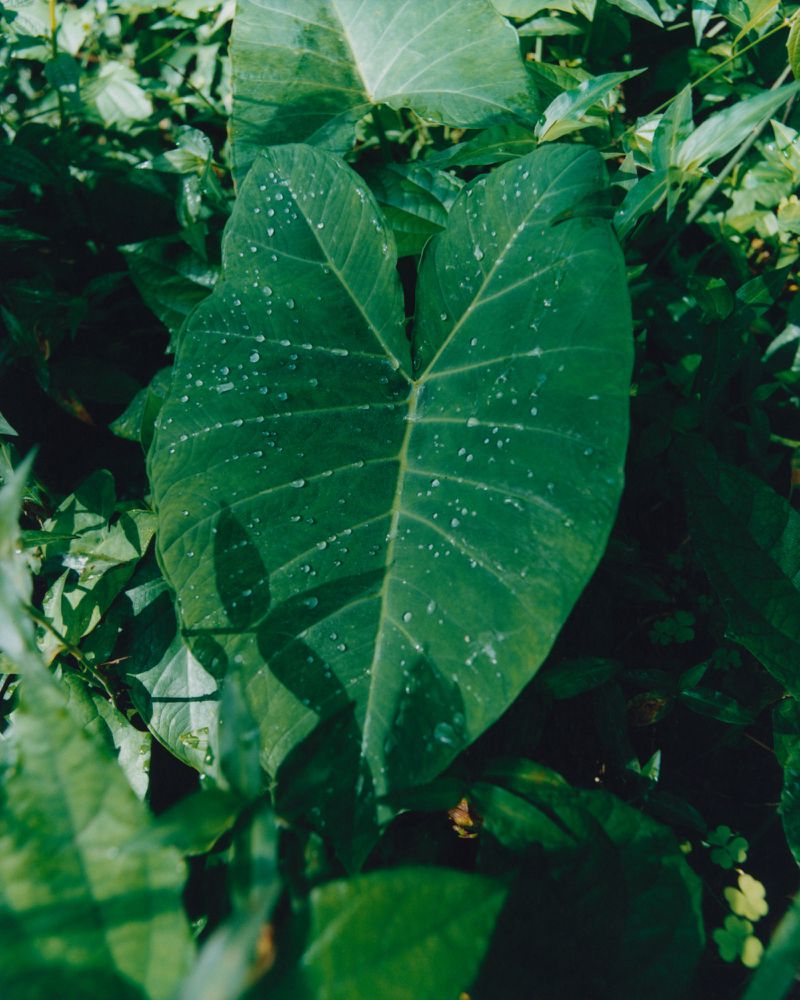 Close-up of a large, green taro leaf covered in water droplets, surrounded by various green plants and foliage in an outdoor setting.