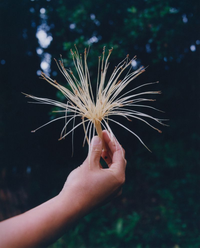 Close-up shot of an unidentified person holding a plant stalk with radial white extensions against a dark green, leafy background.