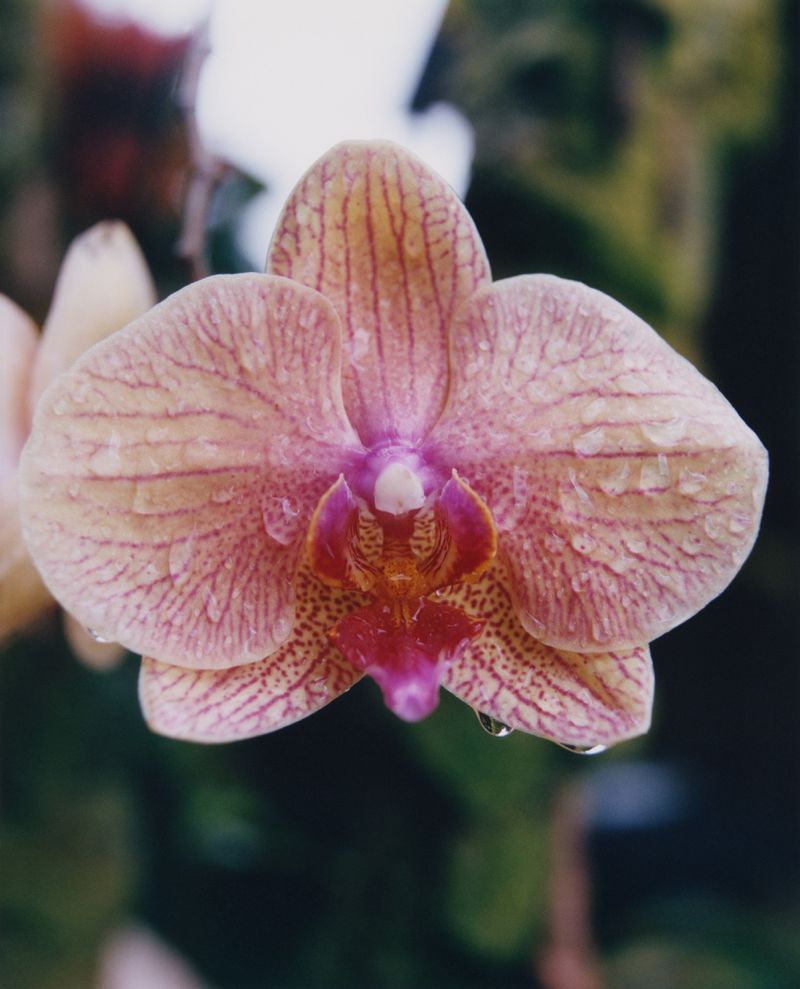 Close-up of a light pink moth orchid with red stripes and purple center, some water droplets present, against a blurred background.