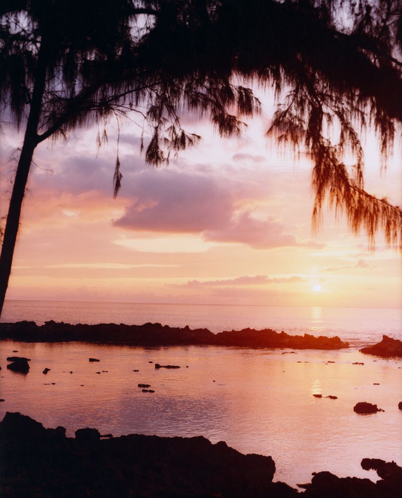 Ocean sunset with pink and orange sky, reflected in calm water with dark rocks, framed by silhouetted tree branches.