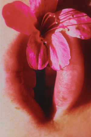 Extreme close-up of parted pink lips holding a delicate pink blossom between them.