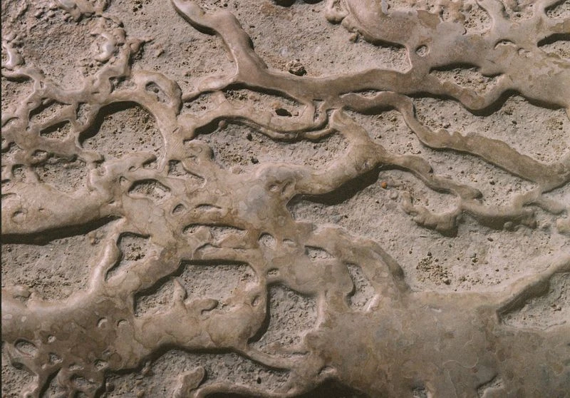 Close-up of a unique natural rock formation with winding, river-like patterns etched into the surface, creating a textured, organic backdrop.