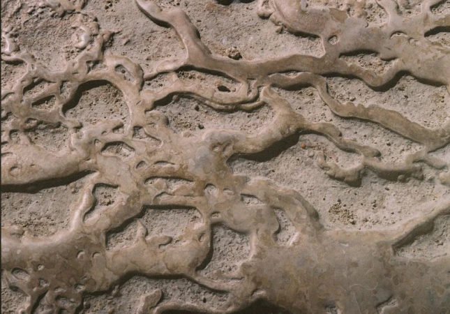 Close-up of a unique natural rock formation with winding, river-like patterns etched into the surface, creating a textured, organic backdrop.