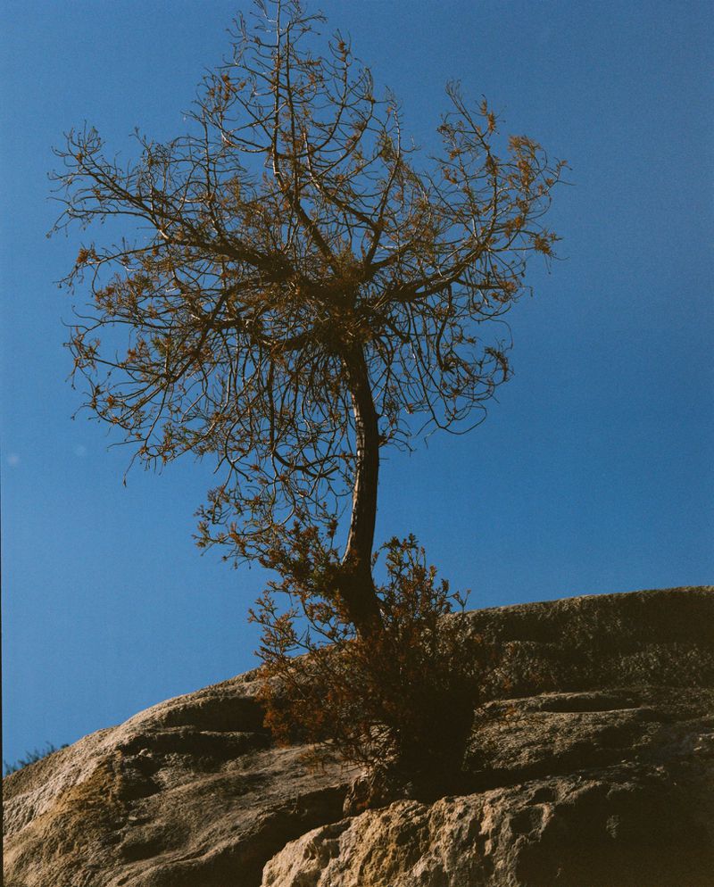 Low angle photograph of a bare tree with sparse leaves perched atop a rocky outcrop against a clear, bright blue sky.