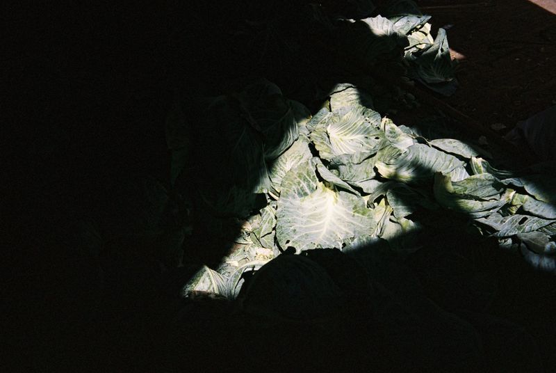 Pile of fresh cabbages in a market or farm setting, with dramatic lighting creating shadows and highlights on the produce.